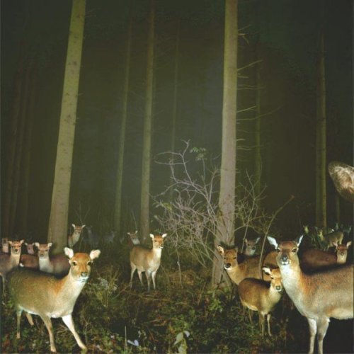 kwisstafurr:  motoonthis:  Imagine being in pitch black. then taking a pic of the dark. then looking at the picture…..  “You came to the wrong forest, mother bucker.”   Esto daría miedo!