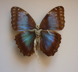  Lionel Sabatté, Réparation de papillon 2, 2012   Papillon abimé, ongles, peaux mortes, épingle et boîte à spécimen — 32 × 32 × 7 cm   Courtesy of the artist 