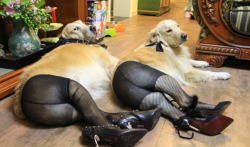 laughingsquid:  Dogs Wearing Pantyhose, A Popular New Meme in China  :o  DO HORSES NEXT..!!