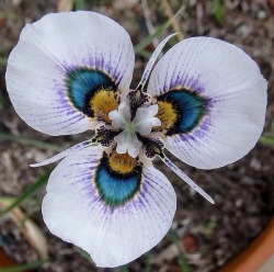 coyoteekiller: sumisa-lily:  Ohhhhh! So lovely! @coyoteekiller is this from your garden?  A Peacock Orchid. Picture was borrowed from Pinterest. No credit to the owner. It will be in my garden soon 🌹  It&rsquo;s absolutely beautiful.  Tell me how it