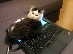 awwww-cute:  What do you mean, “you have work to do”?