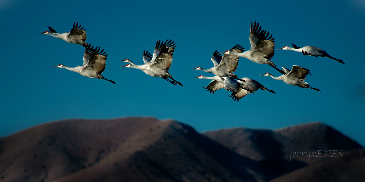 “Relic” Greater sandhill cranes (Grus canadensis) at Bosque del Apache NM. Imaged