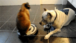 gingerinvermont:  marielikestodraw:  ahahahahah oh my god. World domination cat. Can not even be bothered with moving but will bitchslap the hell out of every other living being, irrelevant of being’s size. MOVE. PLEBEIAN.  Poor dog. Forced to wear