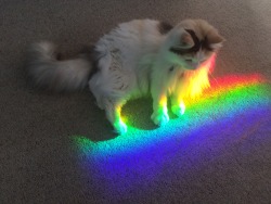 celestial-fruits:  krystalstudies:  zackshah:  this is the rainbow cat, retweet for good luck in your gay relationships  can i reblog this for good luck in my straight relationship  yes of course, lily bless every relationship x 