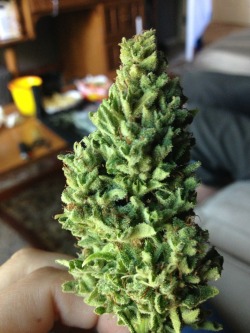Awesome Mini Christmas Tree **Follow For More Great Pics** Cwwaos.tumblr.com