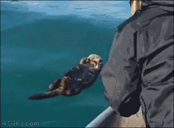 tastefullyoffensive:  Sleeping Sea Otter Gets a Rude Awakening in Alaska