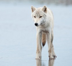 beautiful-wildlife:  Grey Wolf Portrait by Daisy Gilardini 