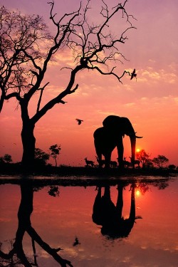 wonderous-world:  African Elephant at Dawn by Frans Lanting 