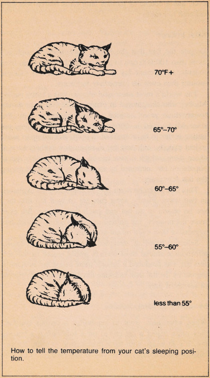 adventuremidget42: little-dove:  allcatsconstitutethesamefamily: “How to tell the temperature from your cat’s sleeping position.“  From Your Incredible Cat: Understanding the Secret Powers of Your Pet by David Greene.    @notsexualaboutit   cats