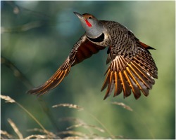 Cruising altitude (Red-shafted Northern Flicker)