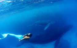 thelovelyseas:  Hannah Fraser swims dressed as a mermaid with humpback whales off Vava’u Island, Tonga, to raise awareness of marine life and oppose whale hunting. Photos by Ted Grambeau