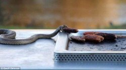 masturhaters:  thepredatorblog:bullshit-bullsharks:An eastern brown snake was caught stealing sausages from a barbecue in… You guessed it. Australia. The snake was said to have snatched the sausage and gone back into the bush to hide and enjoy its meal.