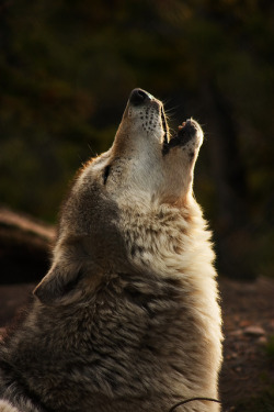 wolveswolves:  By Stoeffl Photography / Corinna Stoeffl 