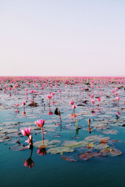 expressions-of-nature:  Water lily, Udonthani, Thailand by KWANCHAN 