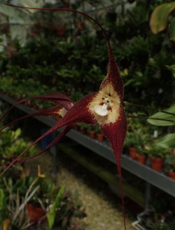 orchid-a-day:  Dracula tubeanaDecember 25, 2017 