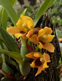 orchid-a-day: Maxillaria variabilis Syn,: Maxillariella variabilis September 26, 2018 