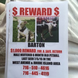 nobodygetsoutunscathed:  *PLEASE SPREAD THIS LIKE WILDFIRE*  My friend’s puppy Barton was stolen from his yard this past weekend. Barton belongs to a family of four who miss him very much. I know most you probably don’t live near the Buffalo NY area