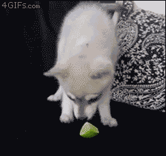 jovgrey:  terranell:  one could not even HOPE for a better reaction to the surprise of licking a lime  AHHHHHH 