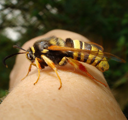 daily-meme:  This is a Hornet Moth. A harmless moth which happens to do an excellent job of looking like a hornet.http://daily-meme.tumblr.com/