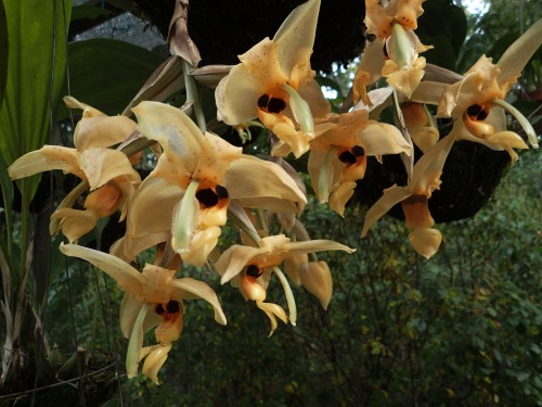 orchid-a-day:  Stanhopea wardiiSyn.: Stanhopea aurea, Stanhopea venusta, Stanhopea aurea major, Stanhopea wardii var. aurea, Stanhopea amoena, Stanhopea inodora var. amoenaAugust 9, 2020 