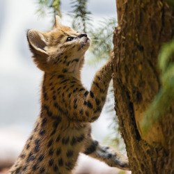 magicalnaturetour:  Serval kitten trying to climb (by Tambako the Jaguar) 
