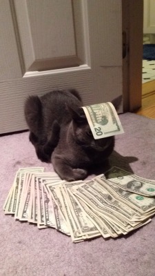 bellybloatking:  uncomfortablecucumber:  This is money cat. He only appears every 1,383,986,917,198,001 posts. If you repost this in 30 seconds he will bring u good wealth and fortune.  lol 