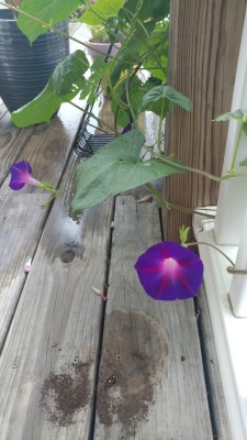 The morning glories are still out.