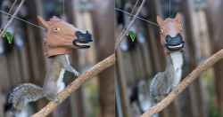 Squirrel Feeder For Your Garden!