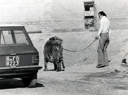 Reportage sur Pasquale Martino et ses animaux, Rome, novembre 1980.