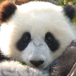 We&rsquo;ll, hello panda! #panda #cute #instagood #likeforlike #pandabear #asians #likes #funny #pandas #pandaexpress #instapandacool #bestoftheday follow for more awesome posts  Bonafidepanda.com