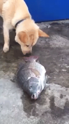 luvier:  onlylolgifs:  dog trying to save fishes  like a good friend.  This is breaking my heart&hellip;.wtf