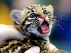 sqbr:  [itty bitty baby ocelot being adorable] thecutestofthecute:  This has been a baby Ocelittle appreciation post. You’re welcome.    Too cute