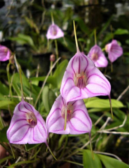 orchid-a-day:    Masdevallia rimarima-alba (pink)  December 4, 2019 