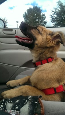 tarnishedtexas:  Top down pups out