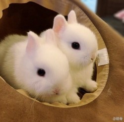 lunacub95:silent—confessions:  dark-grim-and-lovely:  inconceivable-awesomeness:BUNNY.  silent—confessions the bunny   Farm  Ohhhh, BABIES!