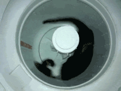 jr-abraxas:  nonstaff:  petition to make this the new loading gif  if you concentrate hard you can reverse it to look like the washing machine is what’s moving and the cat is laying still 