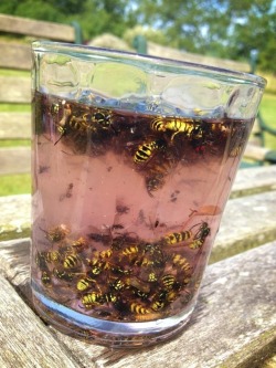 punkukulele:  fuck-fuenciado:  facts-i-just-made-up:  A Long Island Iced Bee Made with Vodka, Gin, Tequila, Rum, and LIVE BEES. The Long Island Iced Bee is becoming popular in college towns across America despite its noxious odor and the intense throat