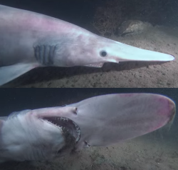 samid11:people are scared of goblin sharks but look at this nerd eating dirt for no reason