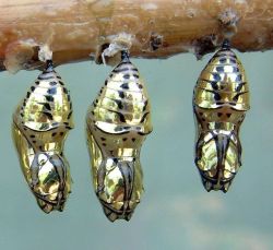 Cocoon and Evolved Metallic Mechanitis Butterfly Chrysalis from Costa Rica  