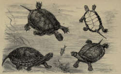 nemfrog:“European pond tortoise (left) and Iberian water tortoise (right).” Cambridge natural history. VIII. Amphibia and reptiles. 1909. 