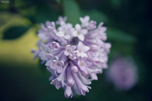 missanisah:  Lilacs…#1 on Flickr. - Photos porn pictures
