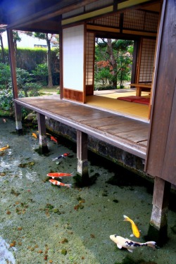 chokkilissa-nahollos: lemongrabmypenis:   fallenforbands:  imperfect-ions:  kaijuuwrx:  That water is so fucking clear…  type of place I wanna live  I’d be the idiot who forgets the water is there and falls off there porch everyday   Probably useless