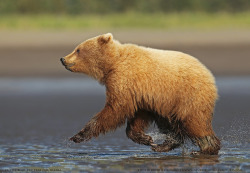 fuck-yeah-bears:  Grizzly Cub by David Hemmings