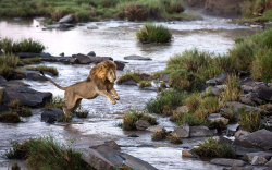 funnywildlife:    A lion takes a leap in the Masai Mara National Park, Kenyaby #wildographydudette Charlotte Rhodes  