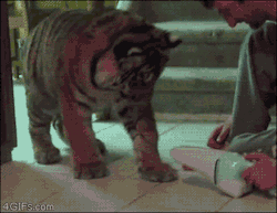 gayguyheaven:  thetimesinbetween:  4gifs:  Tiger vs. Dustbuster  THIS TIGER IS FRIGHTENED OF A DUSTBUSTER I’M CRY  nagymacska 