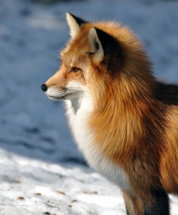beautiful-wildlife:  Red Fox by Robert Fry 