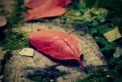 Leaf… on Flickr. -Photo by me