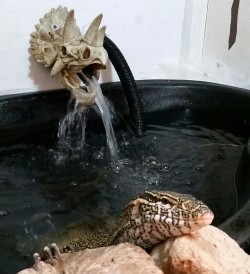 rate-my-reptile:  buy-skulls:  Every day is spa day for our nile monitor.  sit in sip i do and fabulous 
