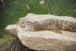 reptilesrevolution:  Perentie Monitor Lizards