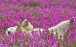 lauracricket:  swordgirl:  lauracricket:  polar bear in lupinesby Michael Poliza (more here)  Aww, these are like polar bear graduation photos.  Reblog for insightful comment.  That is exactly what these are. 